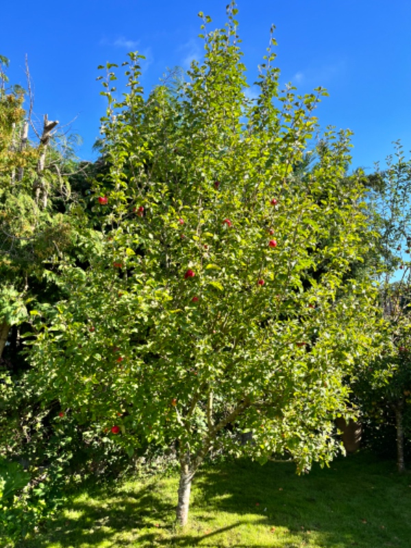 Beskæring af 3 frugttræer