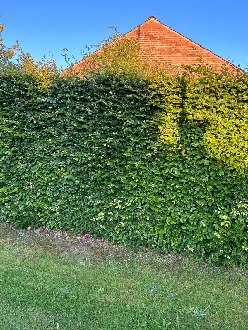 Klipning af bøgehæk og bortskaffelse