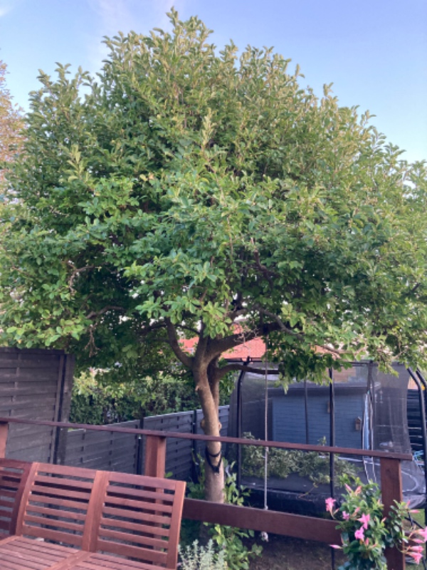 Top beskæring af Magnolia