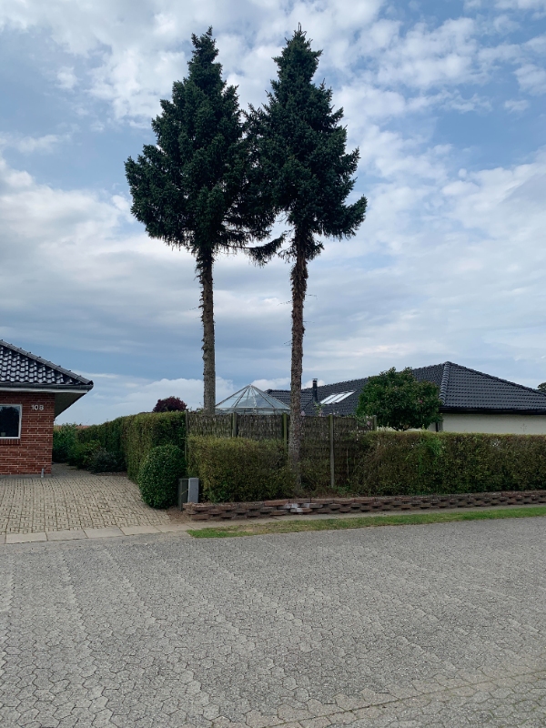 Fældning af 2 træer i villahave