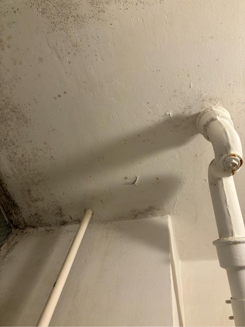 Fjernelse af Skimmelsvamp