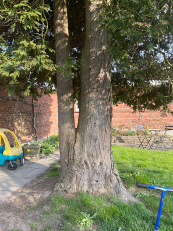 Fældning af træ plus 2 x stubfræsning