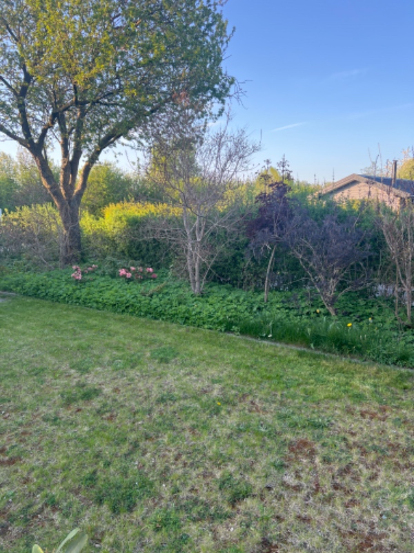 Fjernelse af ukrudt og barkflisning