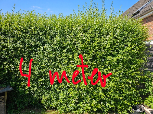 Hækklipning og affaldsfjernelse