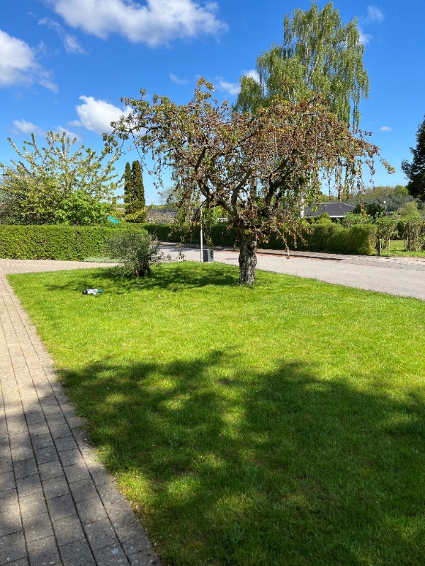 Plantning af ligusterhæk