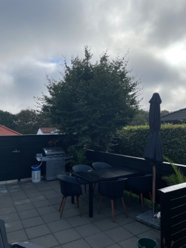 Topkapning af 3 bøgetræer