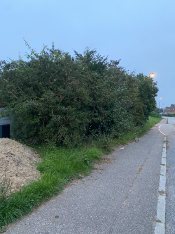 Beskæring af træer/buske