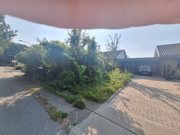 Fjernelse af en masse ukrudt + beskæring af træer/buske