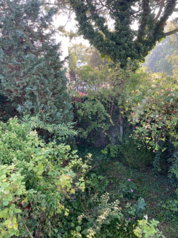 Klip af mindre træer og hæk, grov lugning af bede