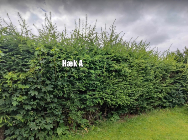 Klipning af hæk og køre afklip væk