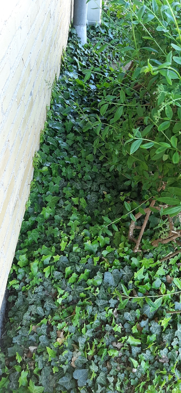 Klippet en hæk 4-5 meter ikke høj. Klippet noget bundplacering Ca 5 m