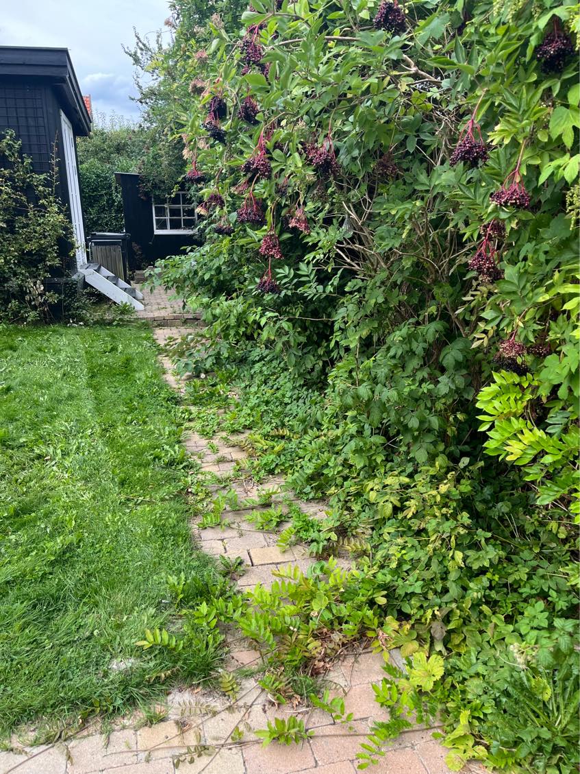 Fjerne ukrudt og klippe bevoksning til