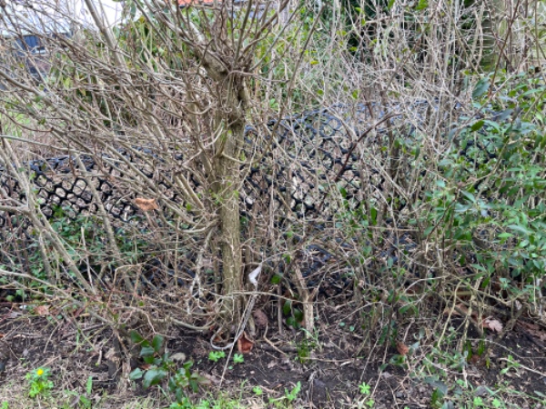 12 m hæk, fjern den gamle og plant nye taksplanter