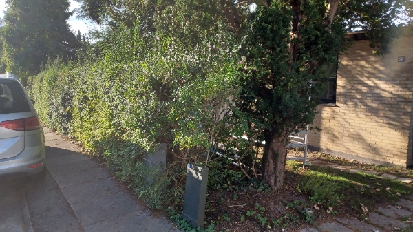 Opgravning og fjernelse af ligusterhæk