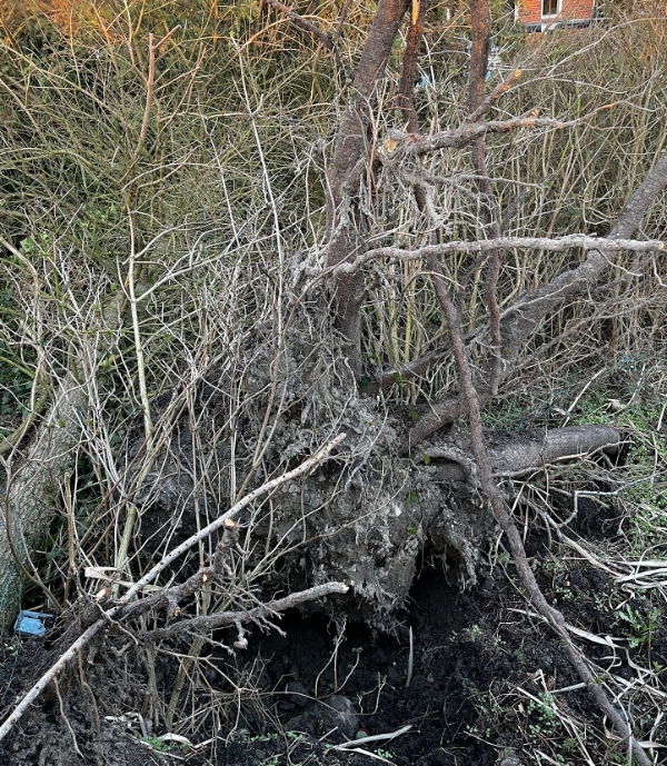 Ophugning af væltede træer samt bortskaffelse