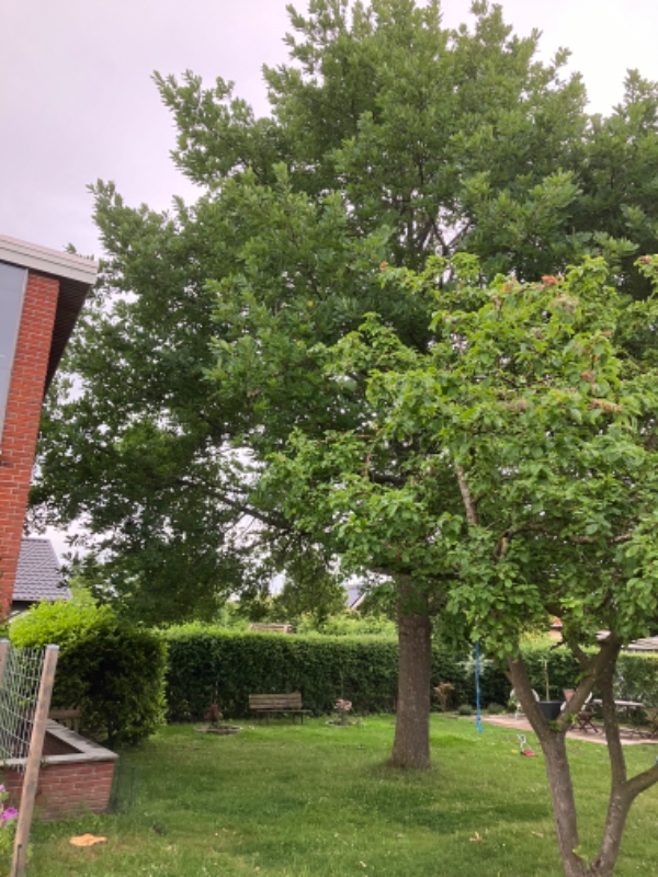 Fældning af egetræ og stubfræsning