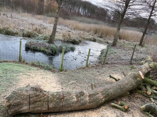 Opskæring af allerede delvist opskåret 5 m træstamme