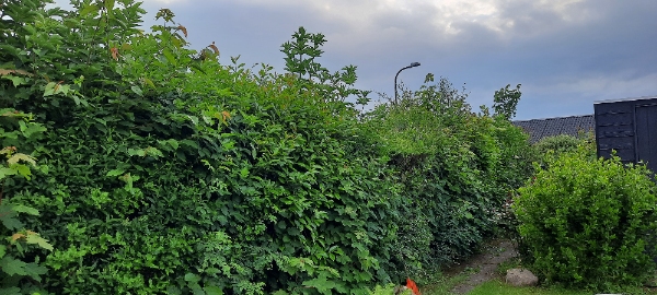 Hækklipning og bortskaffelse