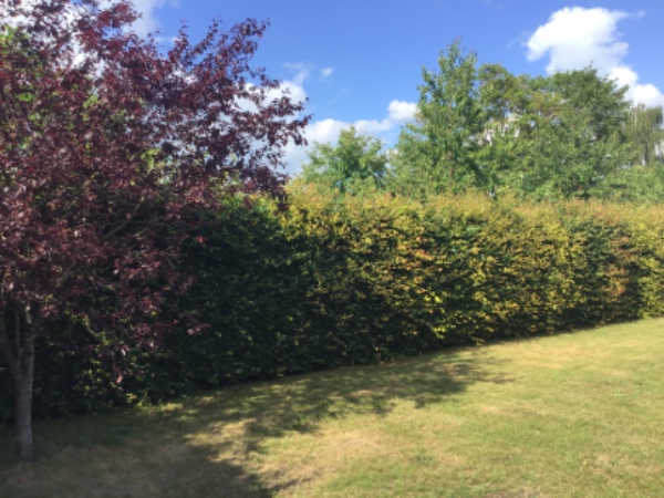 Klipning/beskæring af bøgehæk på ca. 220 cm til ca. 160 cm. Køre affald væk.