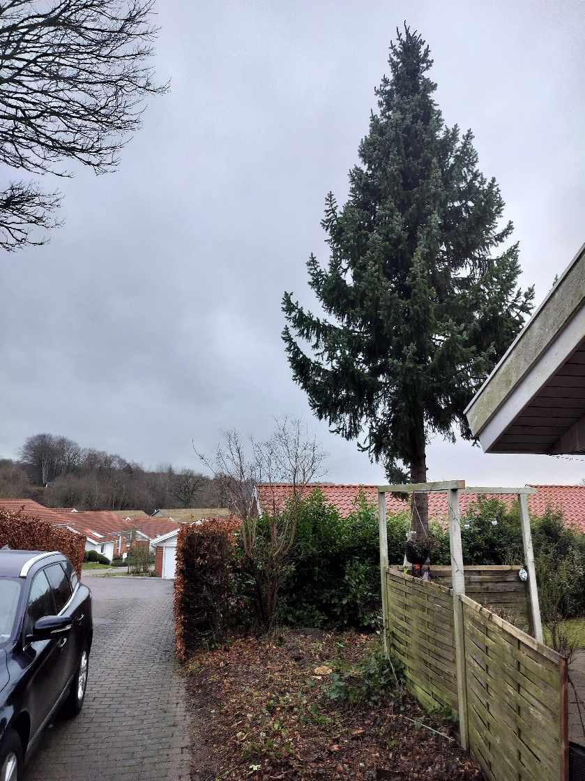 1 stk. grantræ ønskes fældet.
