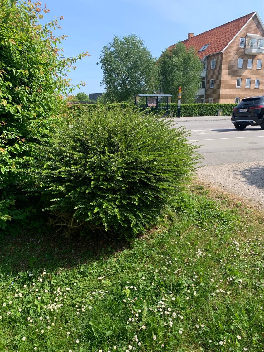 Klipning af div. buske og hæk