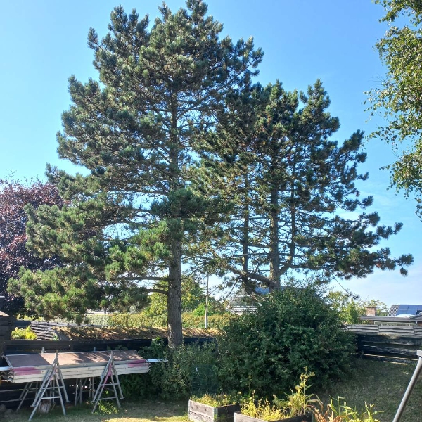 Nedtagning af 2 fyr træer der står på hjørnet af Solsbækvej og Brolæggervej i sæby. Ses bedst fra Brolæggervej.