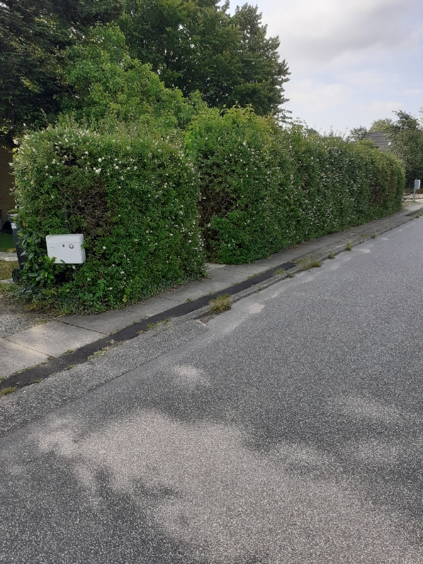 Hækklipning og affaldsbortskaffelse