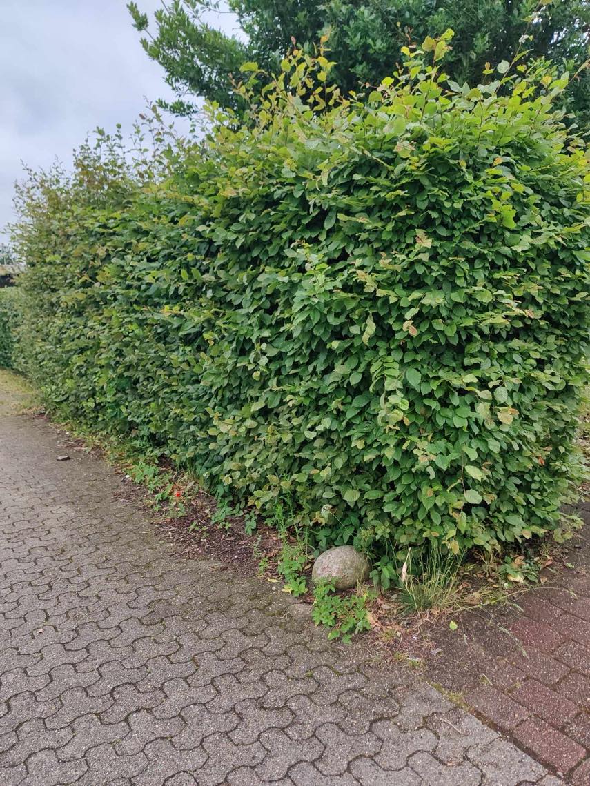 Fjernet ukrudt, klippe hæk og trimme græs i Billund