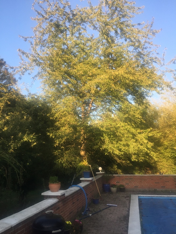 Jeg skal have top beskåret 2 træer et stort kirsebærtræ og et birketræ på Fasanvænget 4295 Stenlille