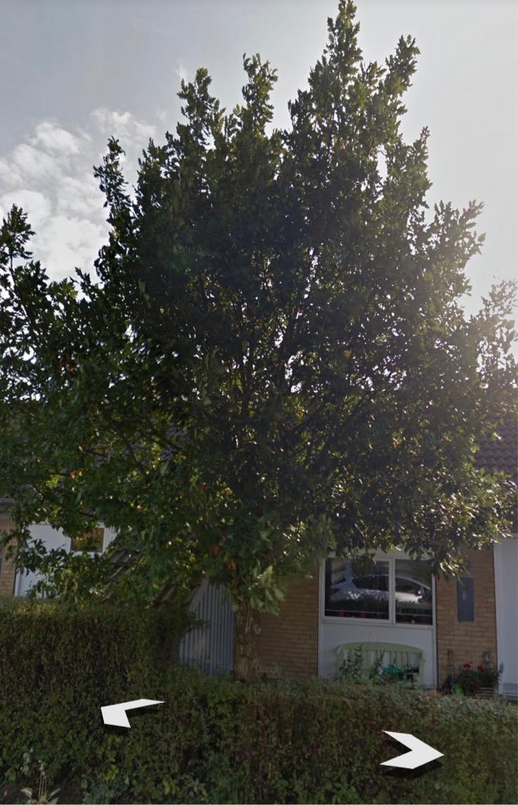 Træfældning og stubfræsning