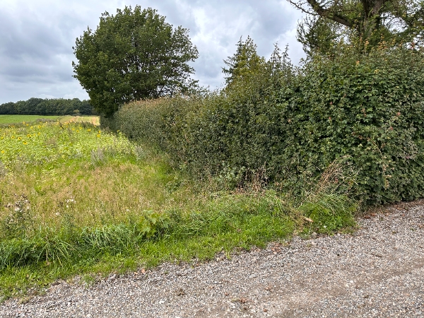 80m hækkeklipning incl bortkørsel af affald