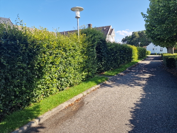 Hækklipning af 275 m bøgehæk på indvendig og udvendig side samt top. 180 cm høj