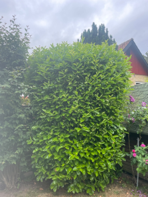 3 stk laurbær + 30 m buskbom hæk skal klippes