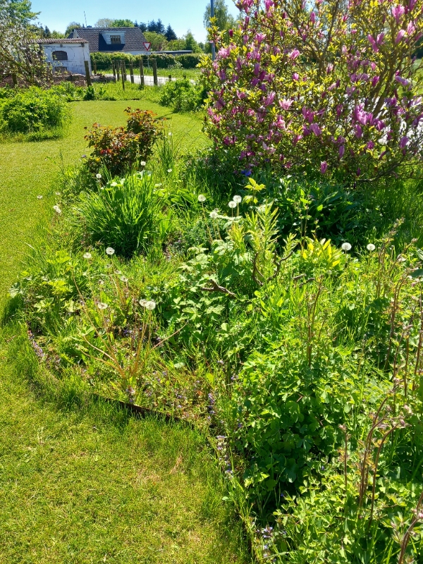 Staudebedlugning og hækklipning