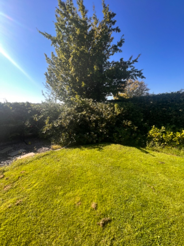 Kørsel af rhododendron fra Helsinge til Charlottenlund