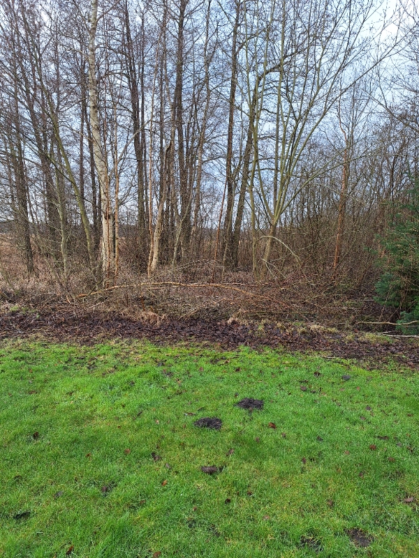 Fjernelse af træer og bortskaffelse