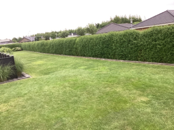 Hækklipning af ligusterhæk