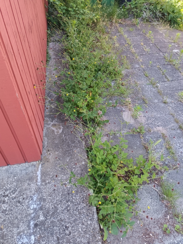 Hækklipning og ukrudtsfjernelse