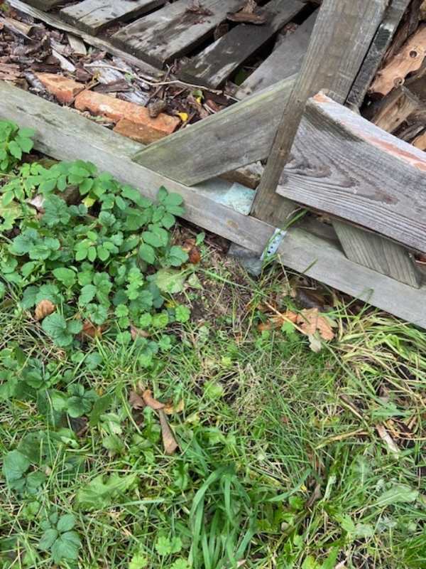 Træfældning, flyt af skur og beskæring