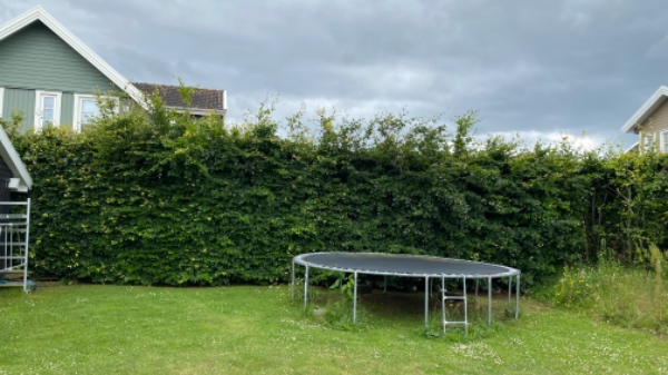 Hækklipning og bortskaffelse afklip