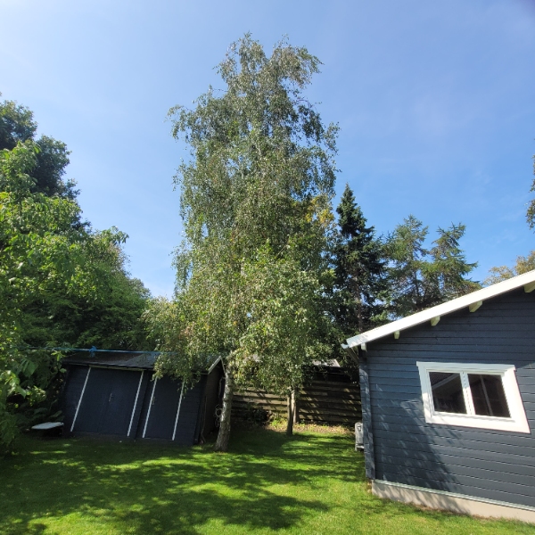 Beskæring/fældning af træer