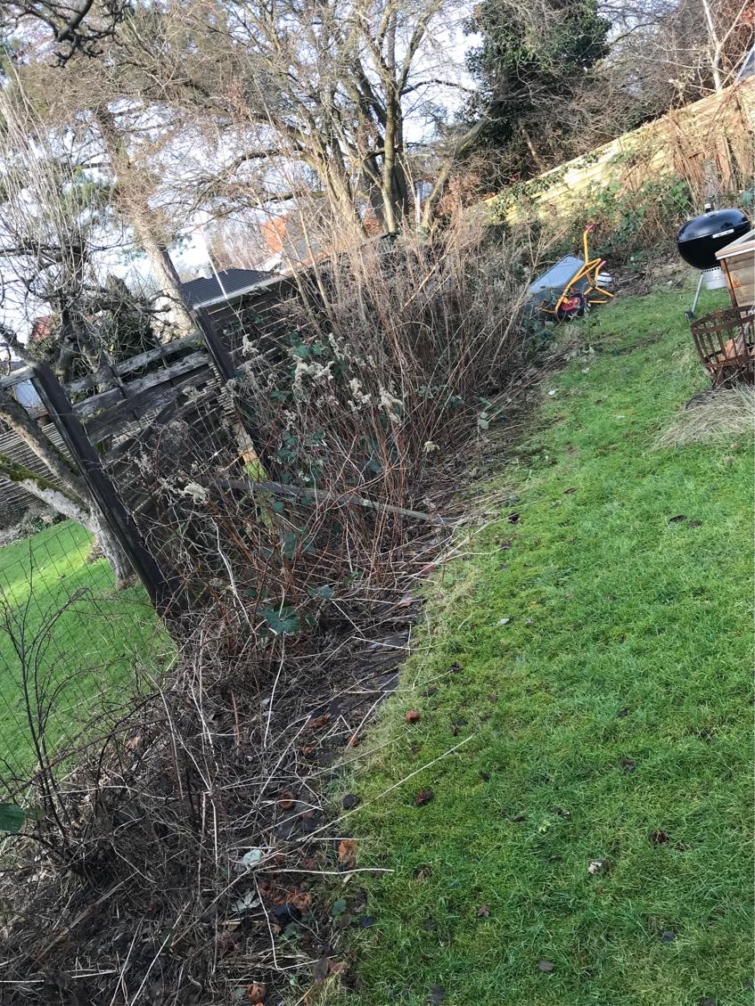 Beskæring af æbletræ samt rydning af bed på 17 m