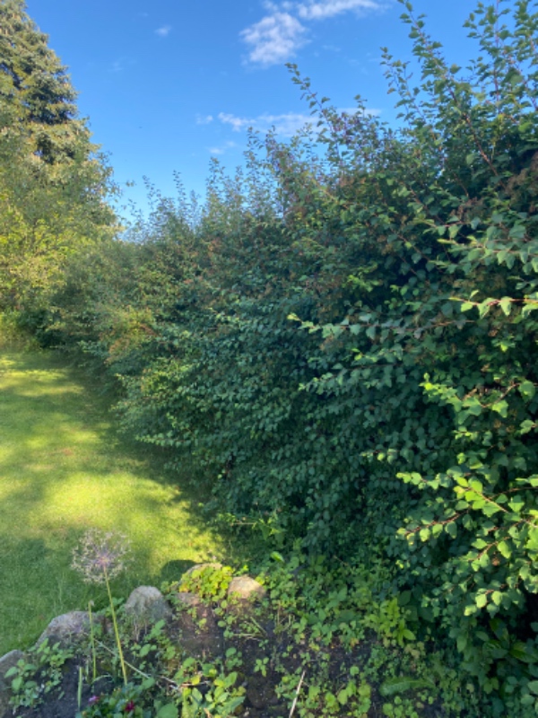 Hækklipning og bortskaffelse