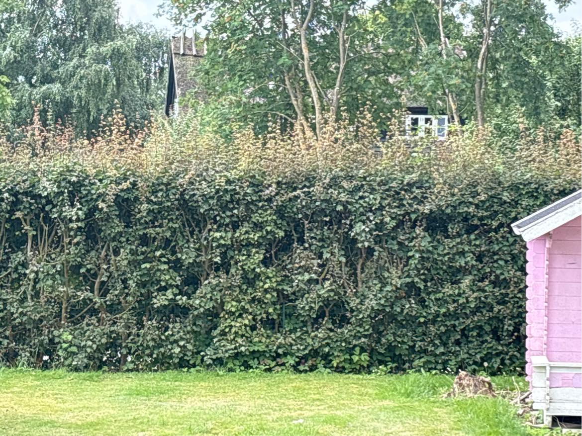 Klip af hæk og bortkøre hækafklip