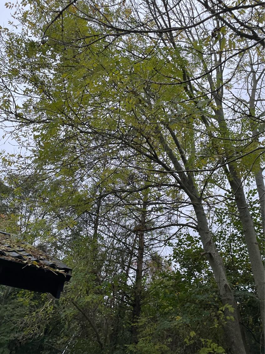 Topkapning af 2 grantræer