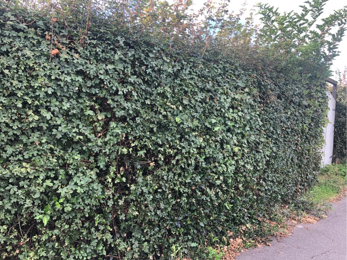 Klippe hæk ned i højden