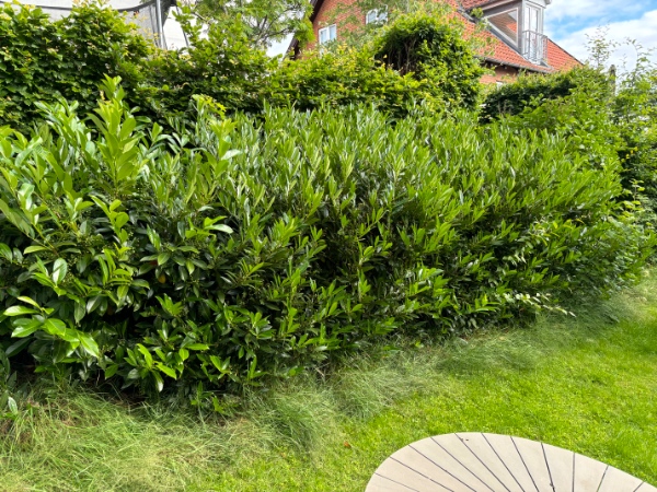 Fjernelse af 3 hække