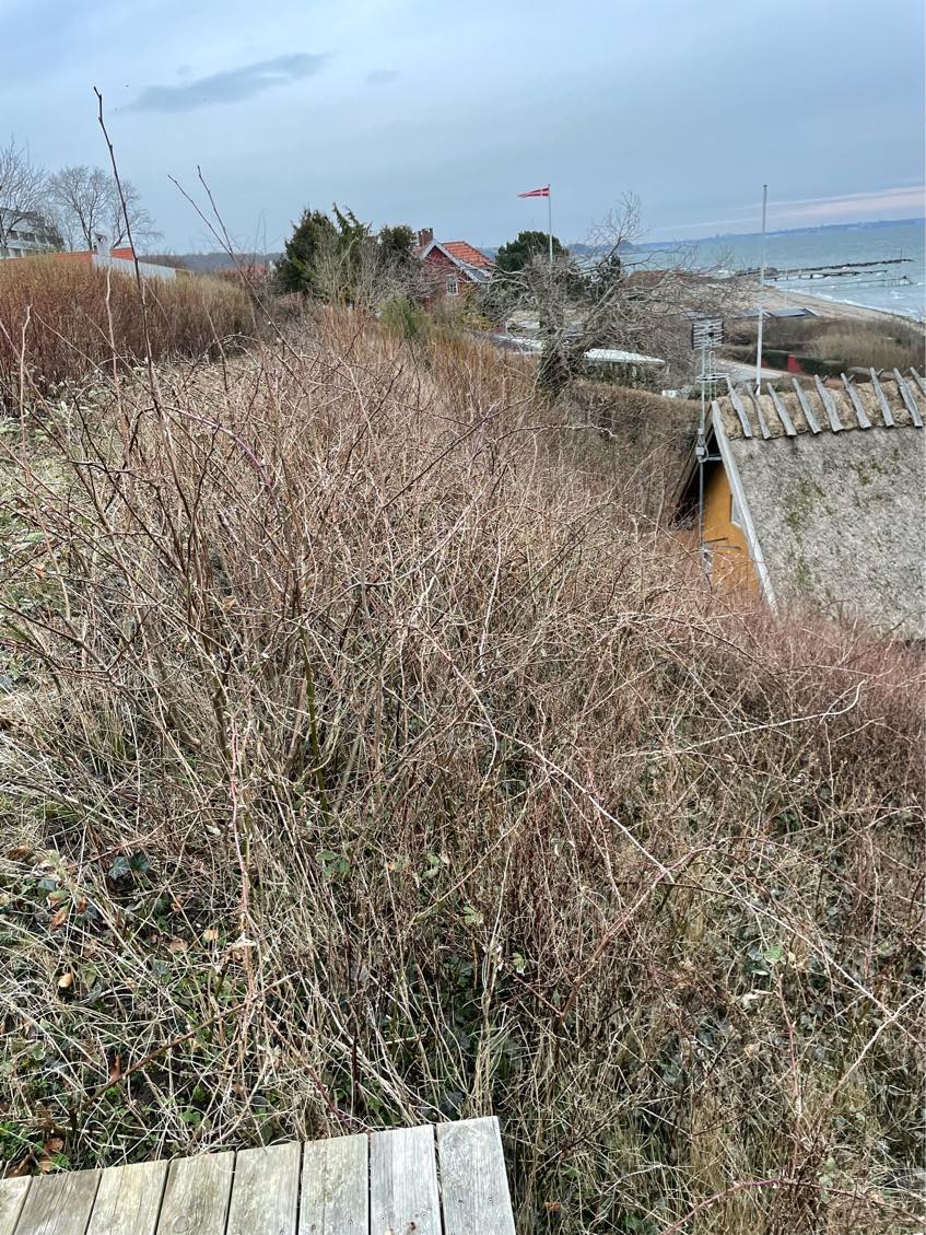 Kraftig beskæring af skrænt på ca 400 m2. Skrænten er relativt stejl. Skal beskæres fra ca 1 meter til 50 cm.