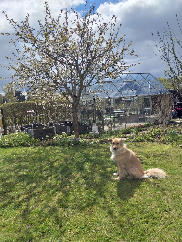 Beskæring af 5 frugt træer i forskellig højde. OBS - Haveaffald skal gerne tages med.