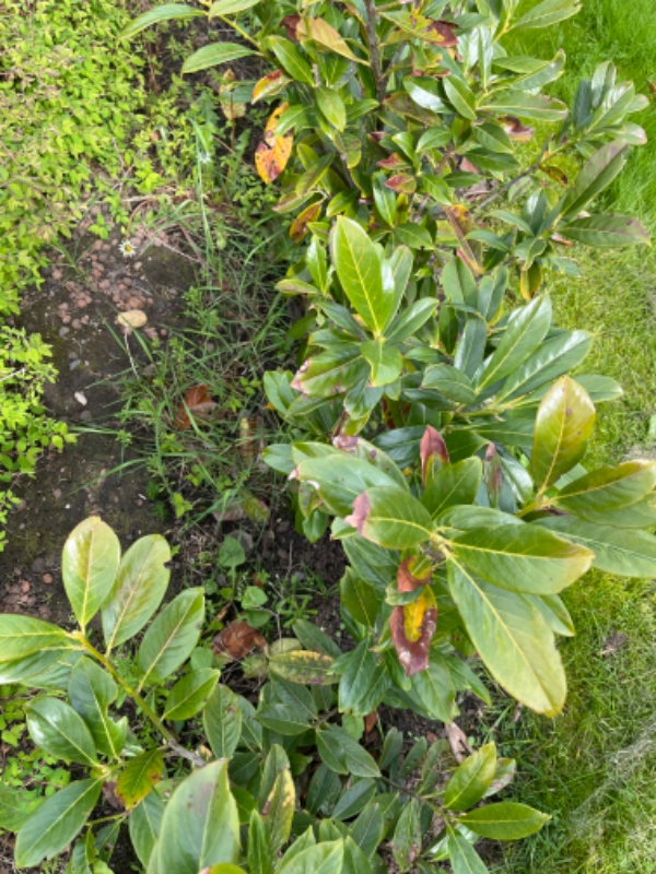 Fjernelse af ukrudt i laurbærhæk